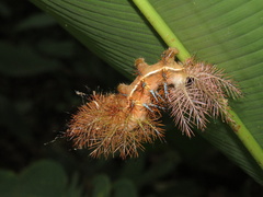 Hemileucinae