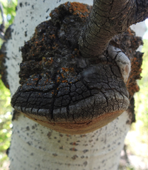 Phellinus tremulae