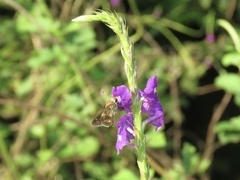Stachytarpheta urticifolia