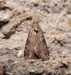 Melipotis jucunda