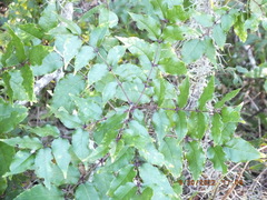 Zanthoxylum clava-herculis
