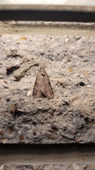 Melipotis jucunda