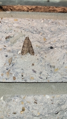 Melipotis jucunda