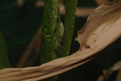 Oecanthus quadripunctatus