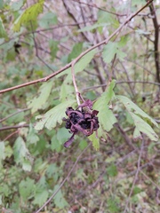 Taphrina robinsoniana