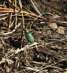 Cicindela purpurea