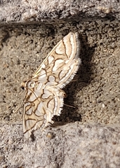 Hileithia magualis