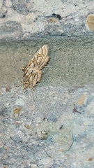 Hileithia magualis