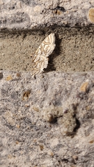 Hileithia magualis