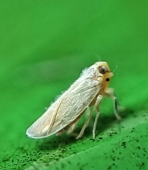 Akotropis