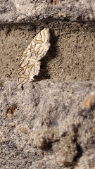 Hileithia magualis