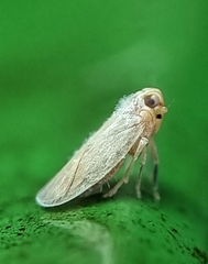 Akotropis