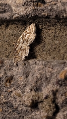 Hileithia magualis