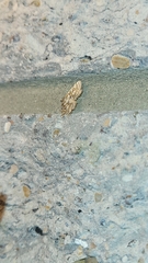 Hileithia magualis