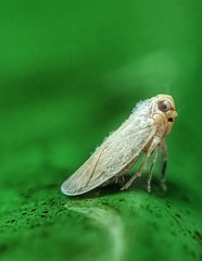 Akotropis