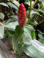 Costus