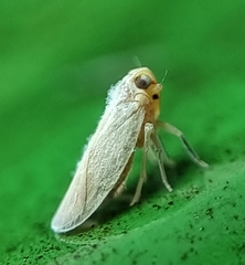 Akotropis