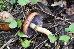 Stropharia rugosoannulata