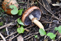Stropharia rugosoannulata