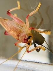 Gryllacrididae