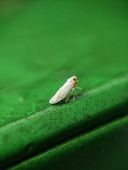 Akotropis