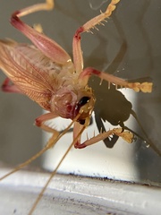 Gryllacrididae