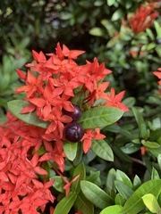 Ixora coccinea