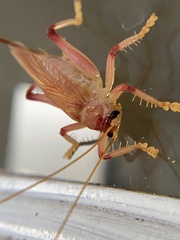 Gryllacrididae
