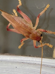 Gryllacrididae