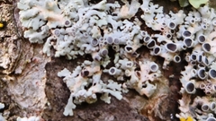 Phaeophyscia ciliata