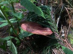 Tricholomopsis