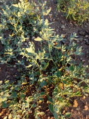 Chenopodium karoi