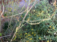 Oenothera curtiflora