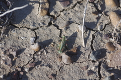 Hesperotettix viridis