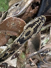 Xenodon rabdocephalus