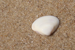 Meretrix