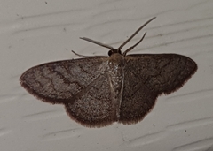 Leptostales pannaria