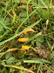 Clavulinopsis helvola