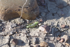 Hesperotettix viridis