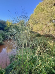 Oenothera curtiflora