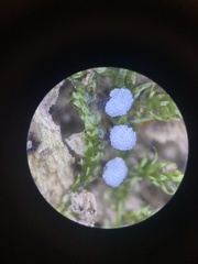 Didymium melanospermum