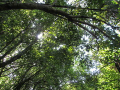 Pterophylla racemosa