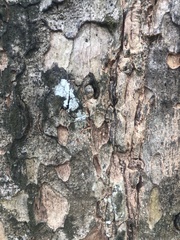 Phyllanthus emblica