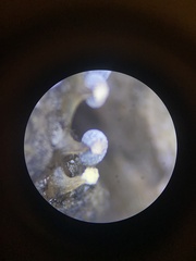 Didymium melanospermum