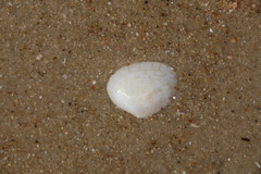 Meretrix