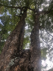 Phyllanthus emblica