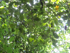 Pterophylla racemosa