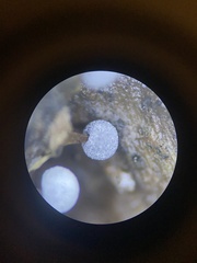 Didymium melanospermum