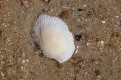 Arcidae