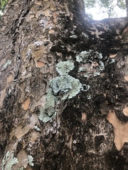Phyllanthus emblica